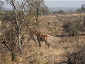 Kruger NP